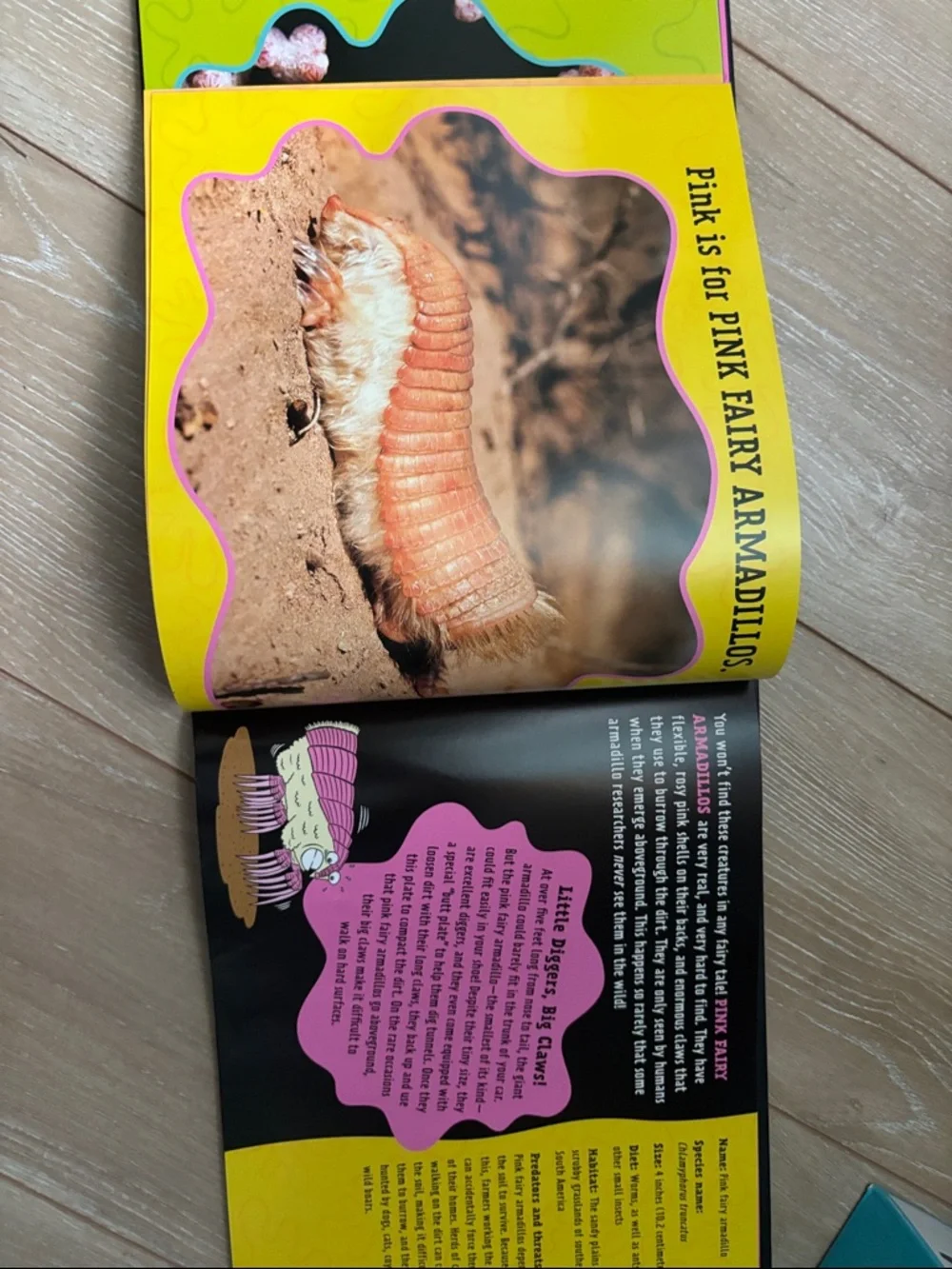 Pink Is For Blobfish - Discovering the World’s Perfectly Pink Animals NEW!